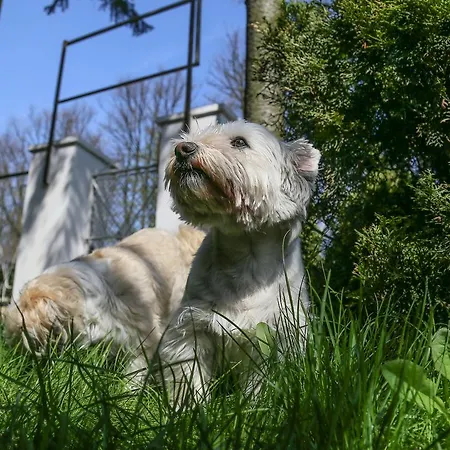 리조트 Osrodek Wypoczynkowy Champion *